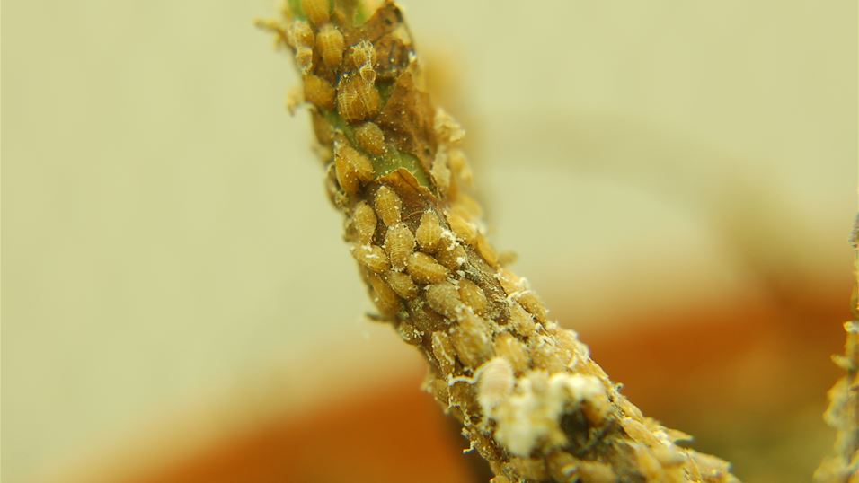 Young nymphs on stem